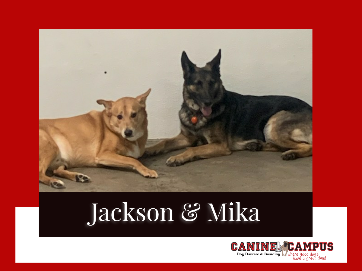 canine campus dog daycare & boarding