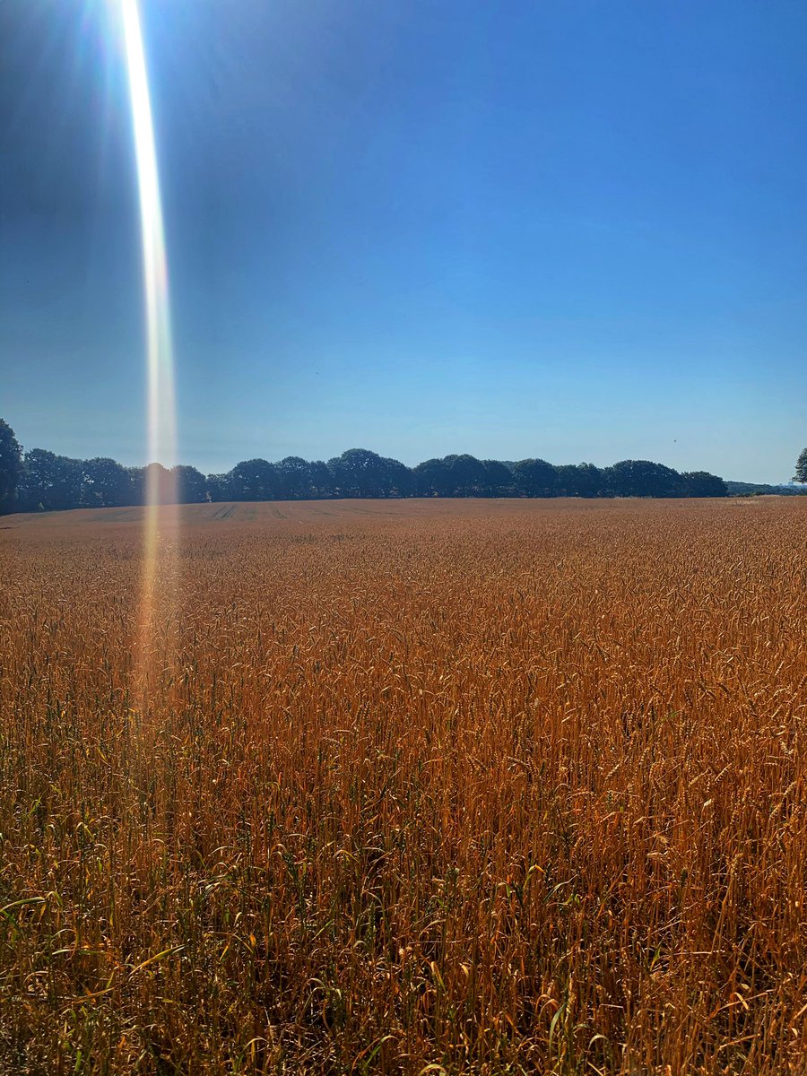 romfordrunner's tweet photo. 12.2 miles run in the heat. That was extremely hard but so pretty, also I am sure great training. I’m happy, my hamstring strain seems to have gone #trailrunning #ukruntrail #runningwithafriend #dayofffromwork https://t.co/BgXz30oKTv