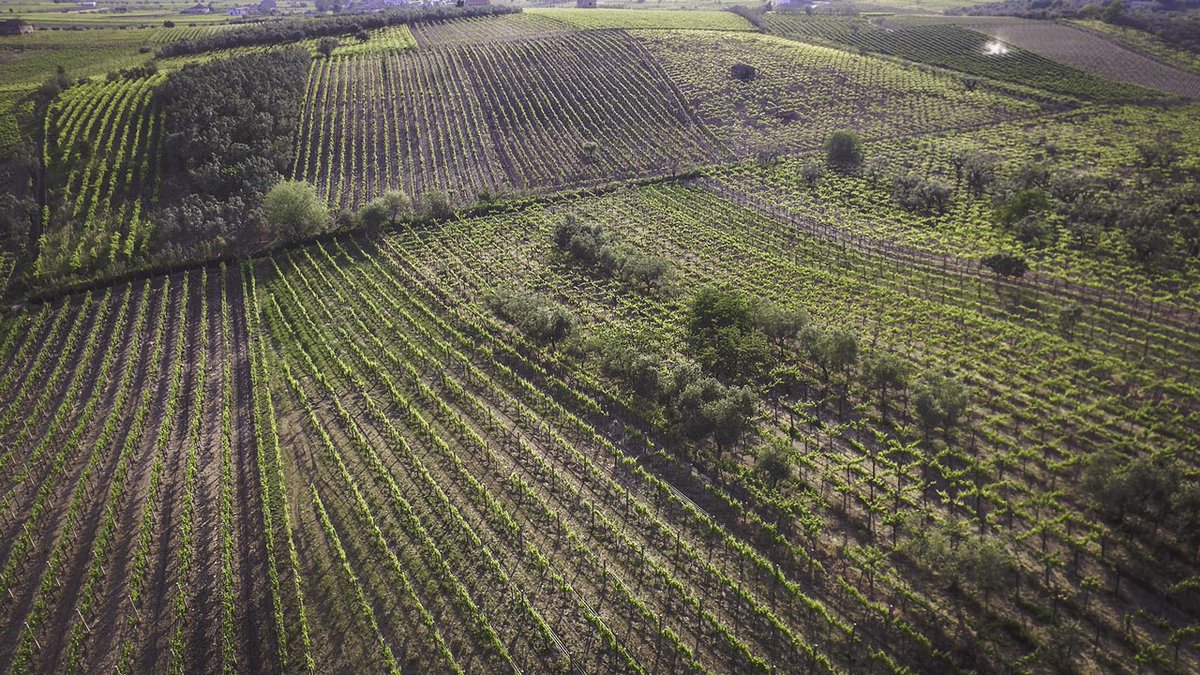 VinissimoUK's tweet photo. Read Paul's latest #blog about the beautiful region of #Campania and the exceptional wine producer @terrestregate.

Click here: https://t.co/uy2aQDAoIg https://t.co/ENDoeFO6oG
