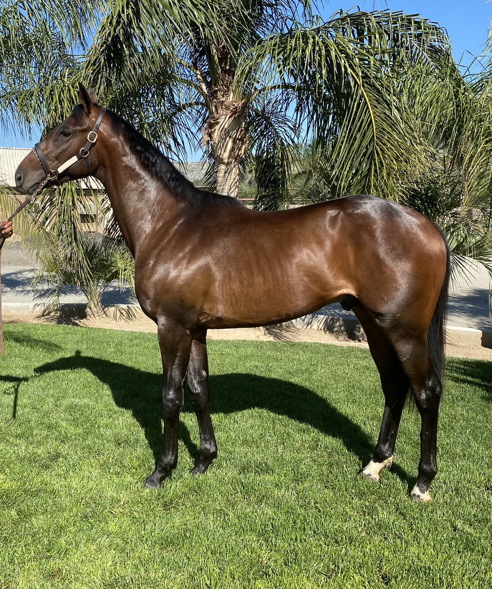 tbred_group's tweet photo. Two Cal-breds ready to start at Del Mar. Since sale at Santa Anita was cancelled and not re-scheduled, had to get ‘em race ready.  Athletic filly and talented colt. Any takers?  #readytorace #boughttosell #delmar https://t.co/cSzPrUH7VZ