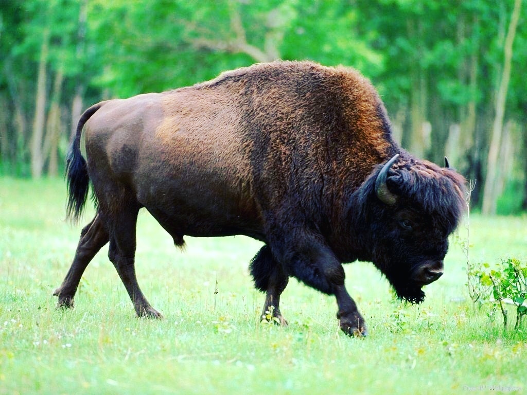 JG_Bison's tweet photo. #BisonFactFriday Along with having split hooves, bison also have dewclaws that can aid them in traction while in deep snow or mud. They have two dewclaws per leg, each located posterior to their hooves. In this picture you can just make out the dewclaws of the outstretched legs. https://t.co/rLU6EgIMVC