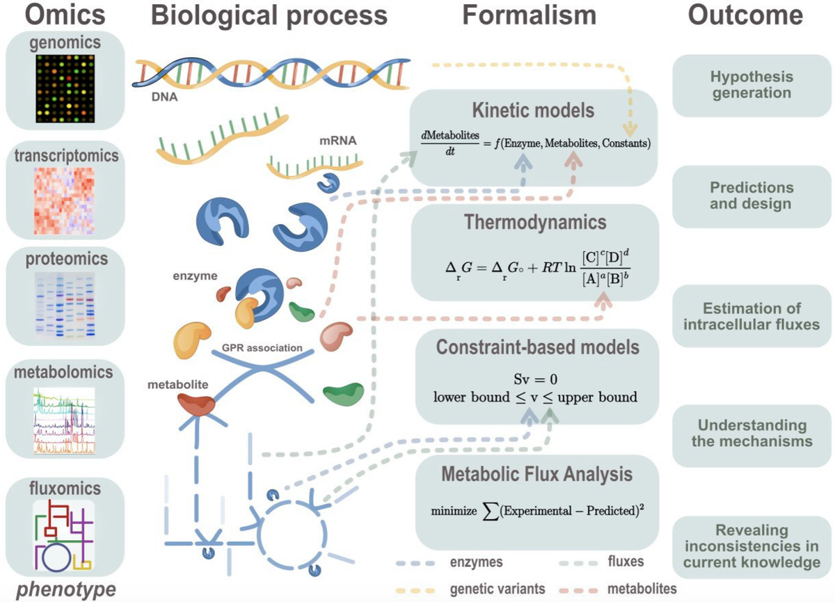 svet_volko's tweet photo. Wondering how to make sense of your metabolomics besides doing PCA and t-test? Check my new review to find how to use mechanistic models to interpret the data. Many examples, case studies, tips and some demystification included https://t.co/N9hNba4rQE https://t.co/S2b7DCrnGh
