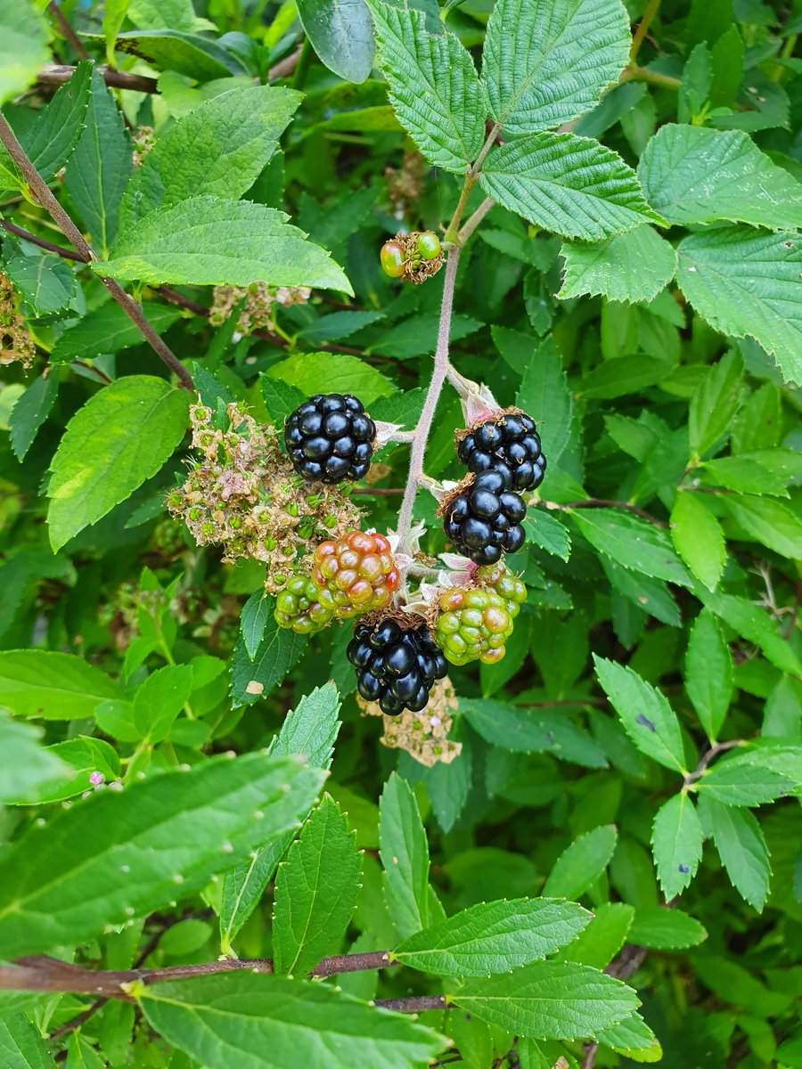 First ripe blackberries spotted and record added to Nature's Calendar @WoodlandTrust 🌳 these records help improve understanding of the impacts of climate change on our wildlife #NaturesCalendar #StateOfUKClimate #nature #CitizenScience #Blackberries #ClimateChange #Phenology