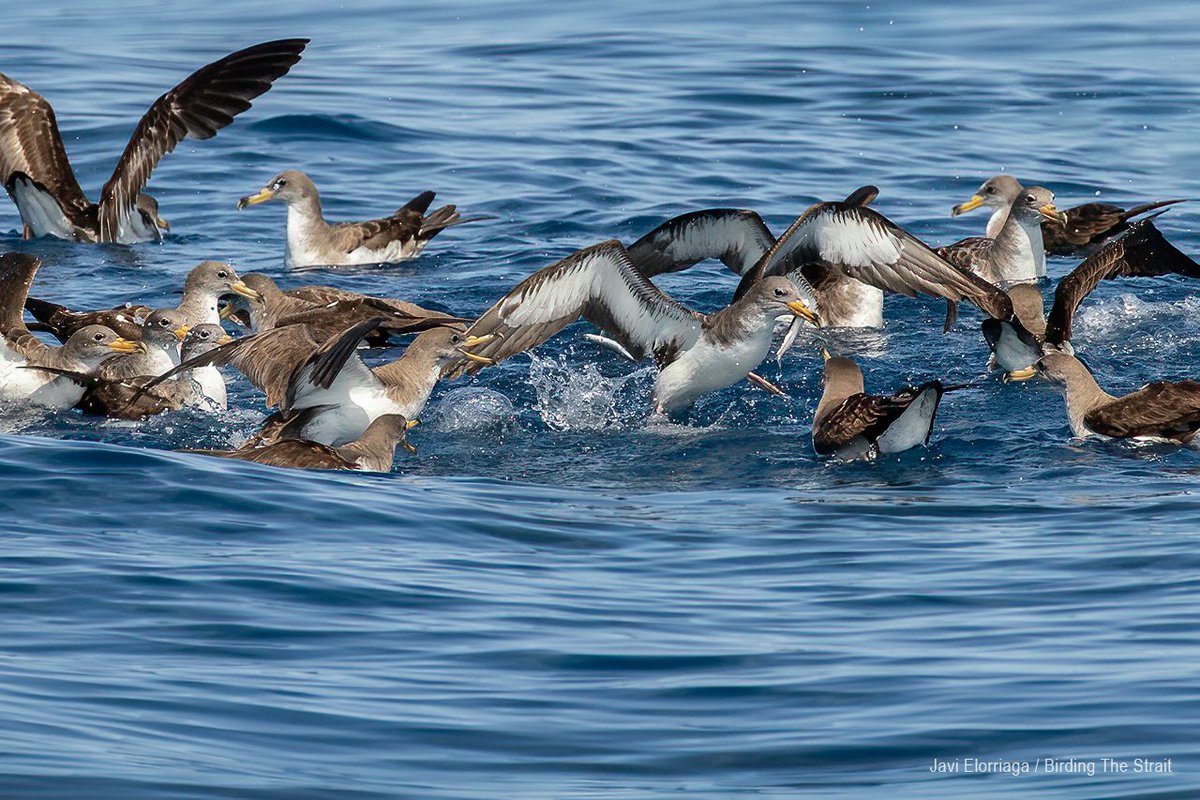 Now Online the full report of our latest Pelagic Birding Trip off the Gulf of Cadiz, between  Doñana and the Strait of Gibraltar, including plenty of photos. bit.ly/3ghXRM9
Contact us to keep informed on our forthcoming pelagics in Andalucia!

#seabirds #pelagicbirding