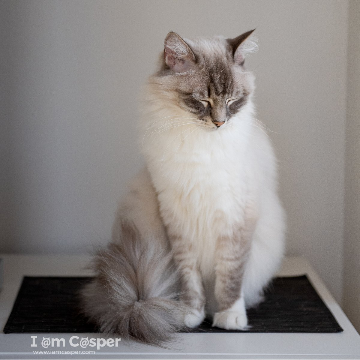 ragdoll_casper's tweet photo. Our ragdoll cat Casper sleeping in an upright position :) I didn't know he could do that! 
#cats #cat #catsoftwitter #belgiancats #ragdoll #catlove #catlovers https://t.co/cqPtMbkjlv