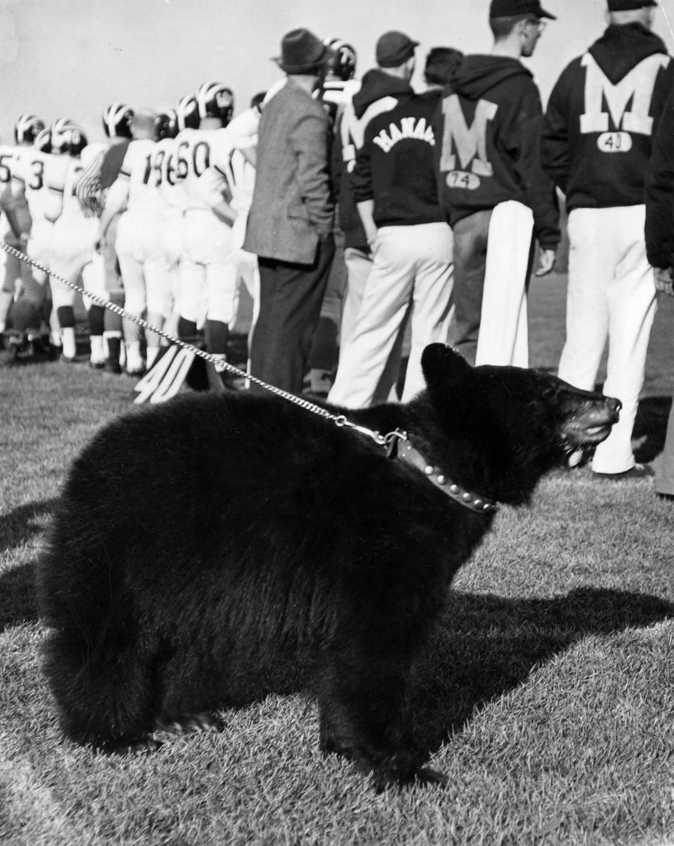 ChrisSedenka's tweet photo. I was today years old when I found out Maine used to have a real fucking bear on the sideline! On a leash!! https://t.co/6z4IsrmHob