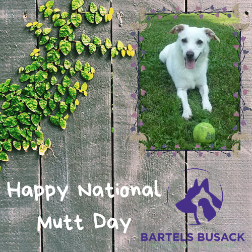 BartelsBusack's tweet photo. “A dog need not be a purebred to be our of heart” Happy National Mutt Day! ❤️ #ILikeBigMuttsAndICannotLie #RescuedIsMyFavoriteBreed #CallieLovesHerBall https://t.co/XSQ7zg8VAZ