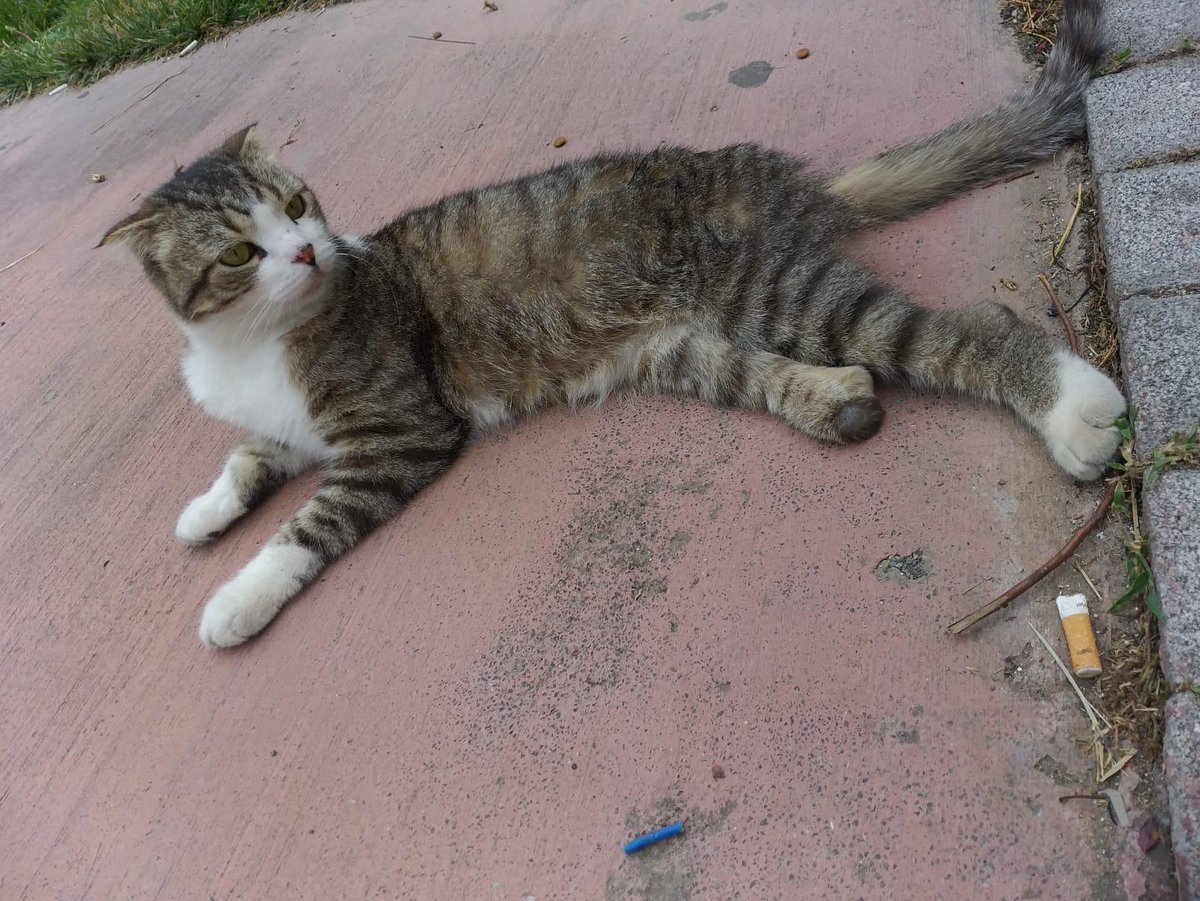 Çok uysal olan bu güzel kızın başına ne geldi bilmiyoruz. Bir patisi yok fakat bu ona engel değil. Herhangi bir sağlık problemi yok, kısır ve 1 yaşında. Ona yuva olur musunuz?
Yer: Beylikdüzü/Ist.
Iletişim: 0530 784 7151
#satınalmasahiplen