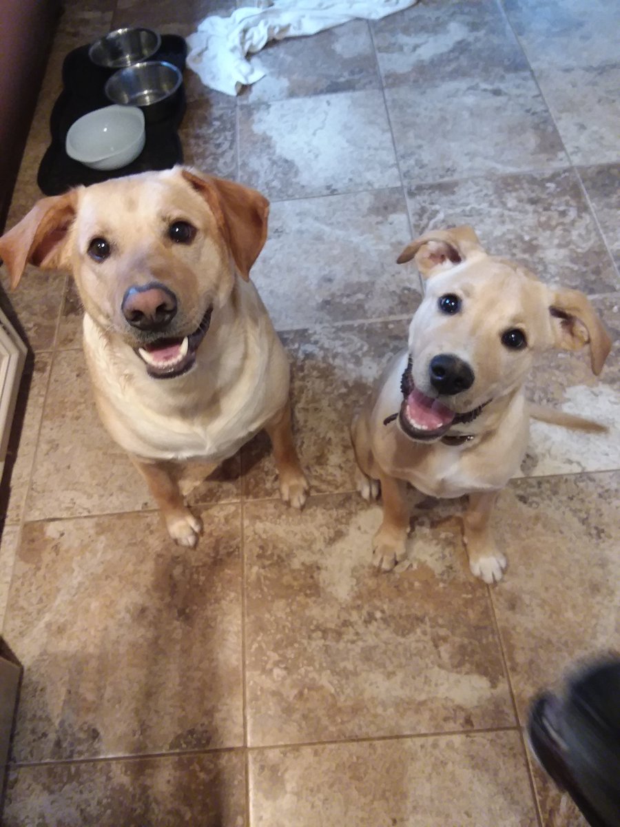 ClemsonArchLib's tweet image. FRIDAY FUR BABIES! Show us a pic of your furry family.  They love us, make us laugh and keep us sane during this difficult time. Show them some kudos!
#clemsonlibrary #clemsonarchitecture #gunninlibrary #clemsonuniversity