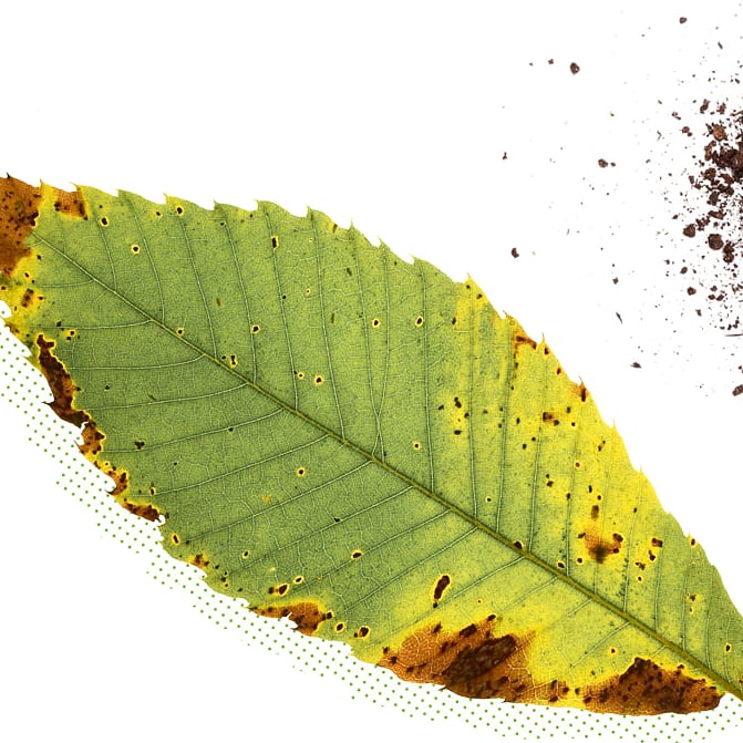 grospire's tweet photo. To know more about Calcium(Ca) deficiencies in plants, click the link below

https://t.co/qyji3T1pWX

Follow us for more informative posts,

#verticalgardening #verticalfarming #organic #Grospire https://t.co/b3He8vRXed
