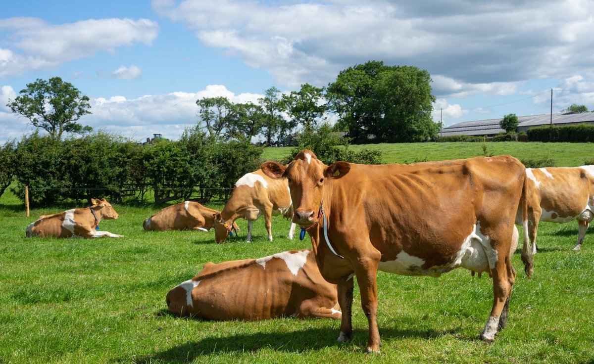 It might feel a little like we had the best of the ☀️weather way back in spring, but did you know that this rather changeable weather is making our cows really 😄?

☔️and☀️on a cycle means our grass is growing like mad and the girls have got oodles of the green stuff to munch on!