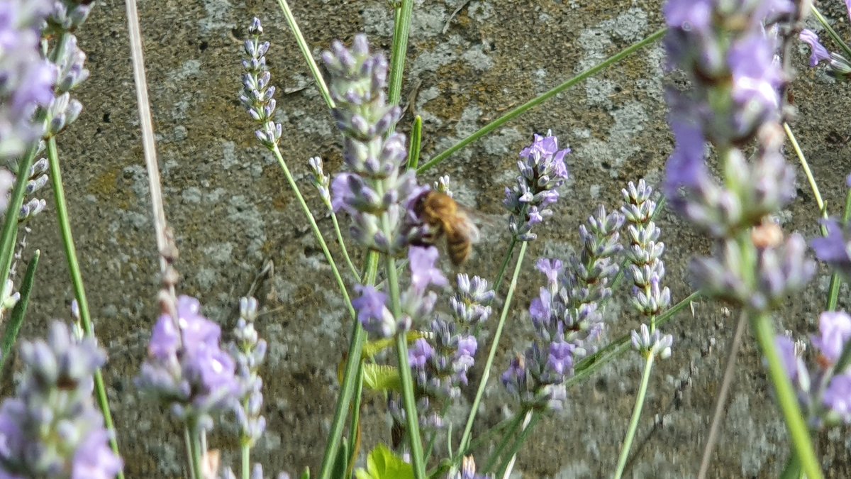 InfirmaryGarden's tweet photo. Friends if you'd like acces to the Garden at any time pop an email to infirmary-road-cg-steering-group@googlegroups.com or call 087 265 2075 https://t.co/xfGfZPBVRA
