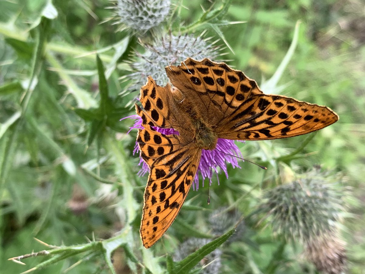 FERS Ltd (@fersltd) on Twitter photo ... and before the heavens opened - I came across this Silver-washed Fritillary. A nice morning of fieldwork after a night of bat surveying - shattered!!! <a href="/LiamLy/">Liam Lysaght</a>,<a href="/BOMaoileoin/">Ben Malone</a>,<a href="/BioDataCentre/">Biodiversity Ireland</a>, <a href="/kiwibyrne/">Ciarán Byrne</a> ... and before the heavens opened - I came across this Silver-washed Fritillary. A nice morning of fieldwork after a night of bat surveying - shattered!!! <a href="/LiamLy/">Liam Lysaght</a>,<a href="/BOMaoileoin/">Ben Malone</a>,<a href="/BioDataCentre/">Biodiversity Ireland</a>, <a href="/kiwibyrne/">Ciarán Byrne</a>