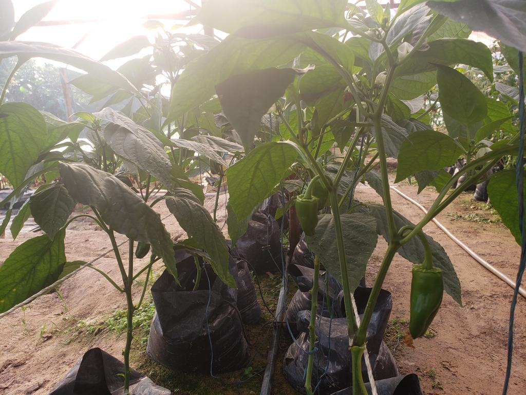 AHortiamazonas's tweet photo. Pronto, pimentón y tomate en los platos de los amazonences cultivado por manos expertas. https://t.co/SN2BBar4Ch
