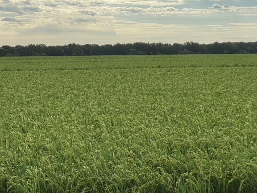 dylansecrease91's tweet image. #ricetec FP7521 getting closer. Enjoying these temps that rolled in over night
