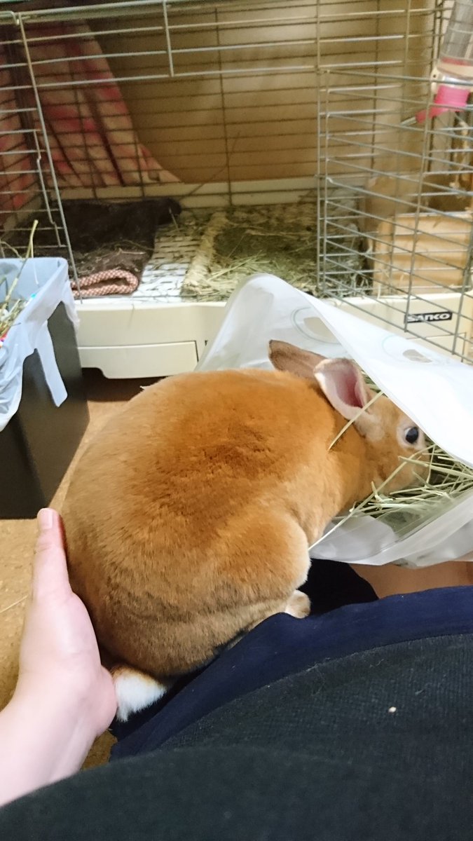 食いしん坊のこてつです(*´ω｀*)