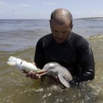 人の手で育てられているイルカの赤ちゃん!表情豊かで可愛すぎるw