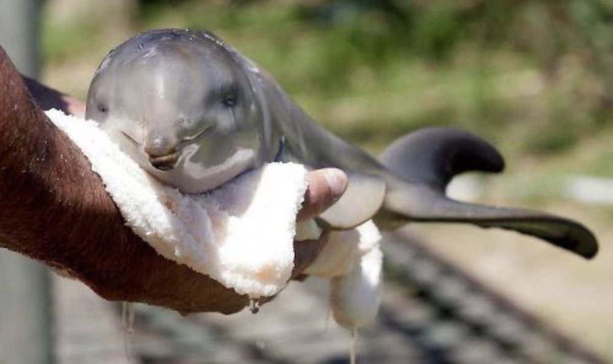 人の手で育てられているイルカの赤ちゃん 表情豊かで可愛すぎる 話題の画像プラス