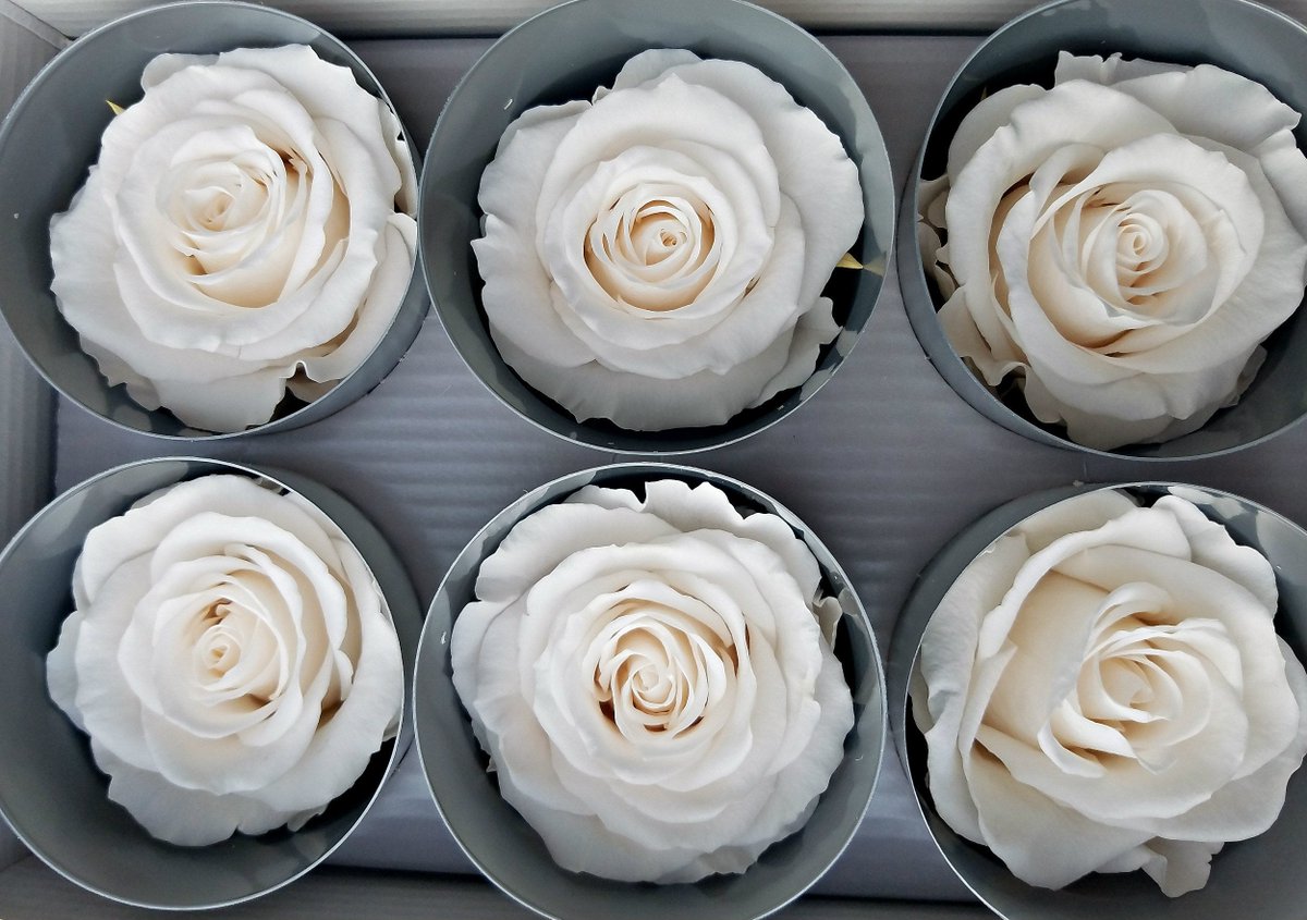 endlessblossoms's tweet image. Best Preserved roses by Verdissimo, 3 day ship in USA etsy.me/2Xe9ITU #offwhiteroses #creampreservedroses #weddingrose #preservedflower #preservedroses#wholesaleroseheads #floralsupplies #diybride #preservedrose #foreverroses #yearlongroses #everlastingroses