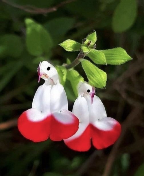 Netaji_RK's tweet photo. #flowers
#landscapes #earth #water #sky #fire #air #beautifuldestinations #naturephotography #naturelovers #love #cute #beautiful #saveearth #blue #green #greeneyes #forest #india #incredibleindia
#bangalore #mumbai #chennai #delhi #jaihind #netajirk #5 https://t.co/T21x2jFgHg