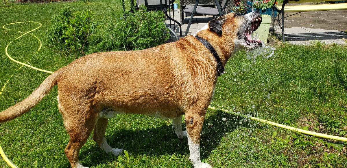 #TorontoTogether #CabadaTogether #SummerFun #DogsofTwittter #dogs #DogsHavingFun #CuteDogs #CutePets #CuteAnimals