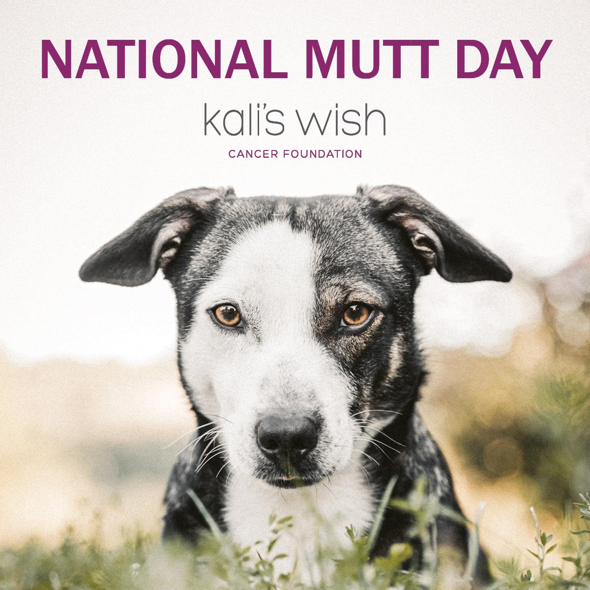 kalis_wish's tweet photo. Happy National Mutt Day! Do you have a "mutt" at home?
#kaliswish #kaliswishfoundation #petcancer #nationalmuttday #loveamutt #muttsofinstagram https://t.co/yJdCIQtf8W