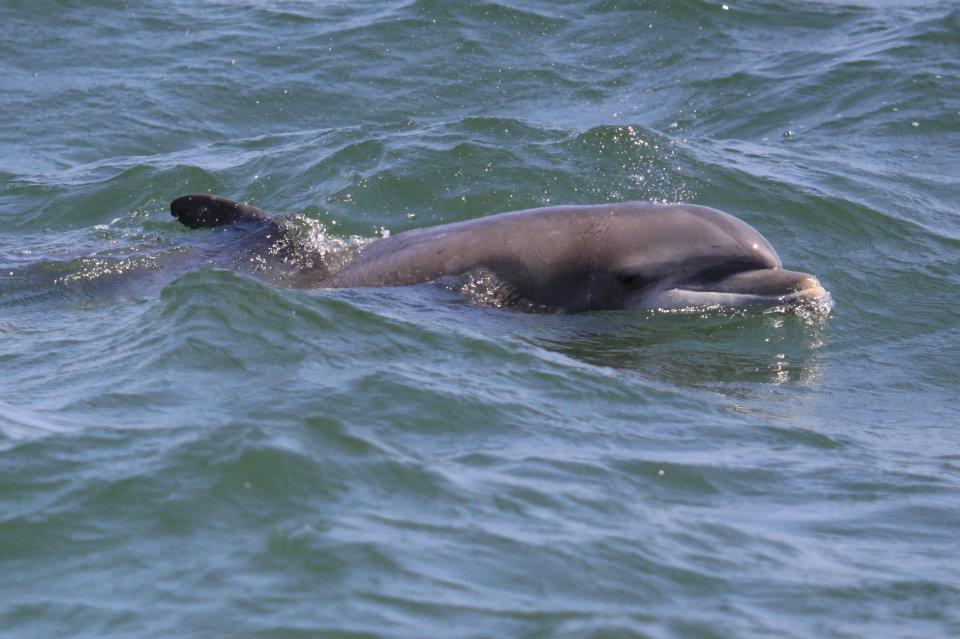 boat_ac's tweet photo. #didyouknow #Dolphins have 2 stomachs!
One is used for storage of food and the other is used for digestion.
#ocean #atlanticcity #boating #doac #boatlife #waves #surf #boats #acboardwalk #sand #outdoors #jerseybound #acpromoter #summertime #saltlife #getoutside r #dontmisstheboat https://t.co/E4jEHnqSlr