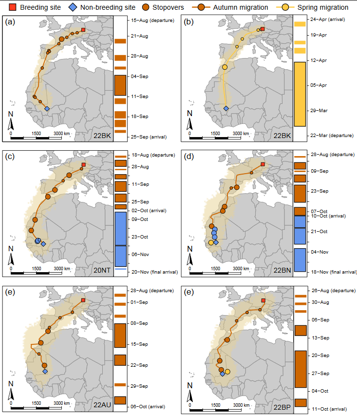 AvianBiology's tweet photo. Briedis et al. (2020): Integrating light‐level geolocation with activity tracking reveals unexpected nocturnal migration patterns of the tawny pipit

 https://t.co/BJhyS8ss8I
@wileyecology @NordicOikos #ornithology #accelerometer #flightperformance #migratorybirds https://t.co/cwzeWJJaWk