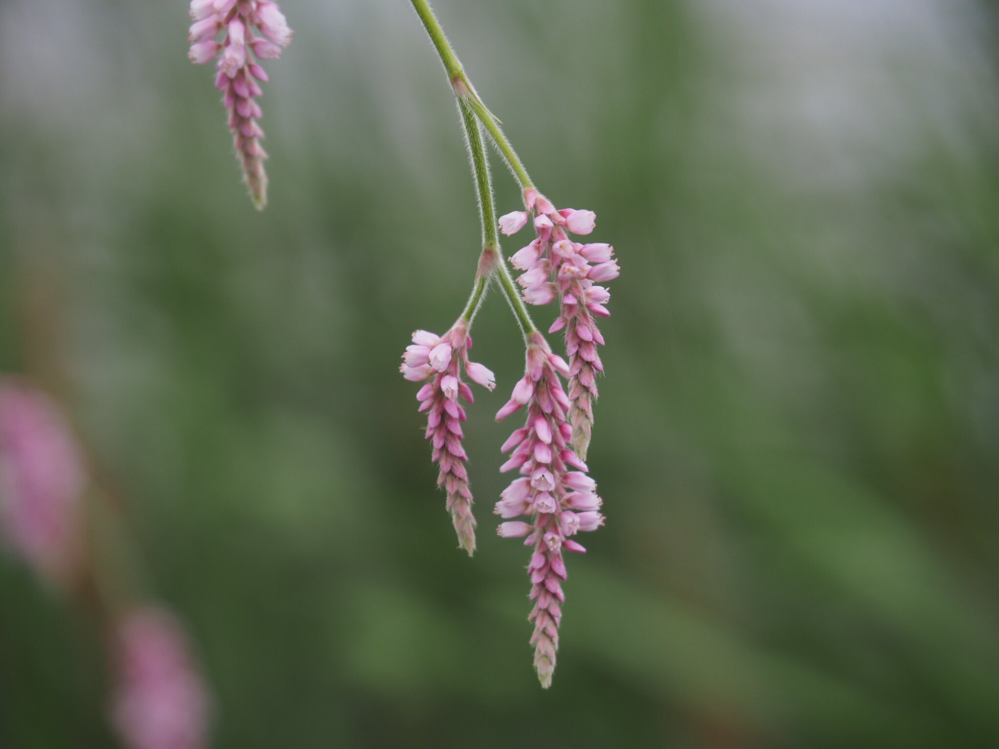 くさがめ オオケタデ Persicaria Orientalis ナデシコ目 タデ科 イヌタデ属 7 30 中国原産 道端や荒地に生育する 葉は広卵形で 全体的に毛が多い 別名オオベニタデ T Co Pvhqgo0esw Twitter くさがめ オオケタデ Persicaria Orientalis ナデシコ目 タデ科 イヌタデ属 7 30 中国原産 道端や荒地に生育する 葉は広卵形で 全体的に毛が多い 別名オオベニタデ T Co Pvhqgo0esw Twitter