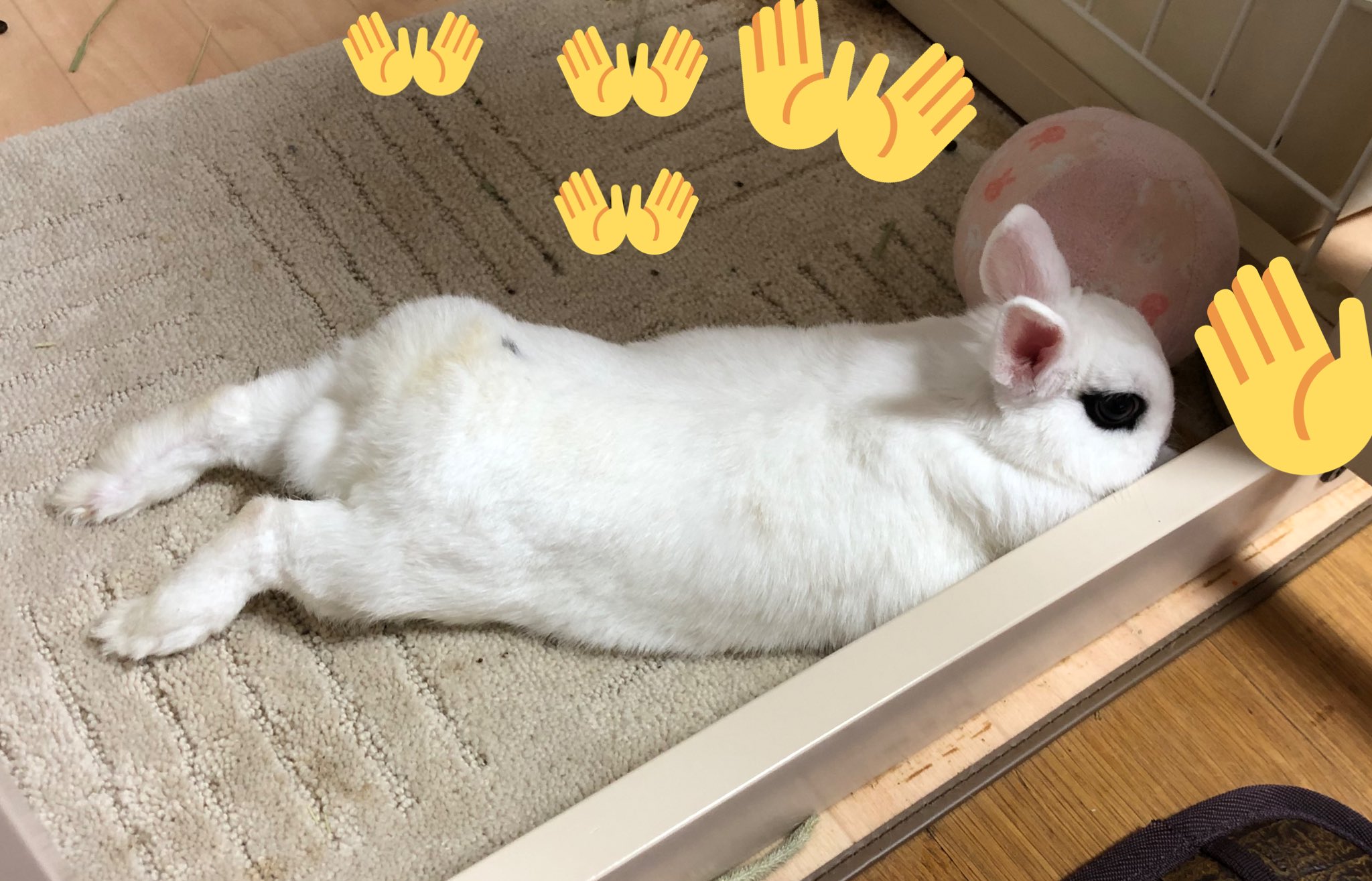 Rie Habu うさぎファース党 股関節の血流は伸ばしてね リラックス T Co Reqa4hkkrf Twitter