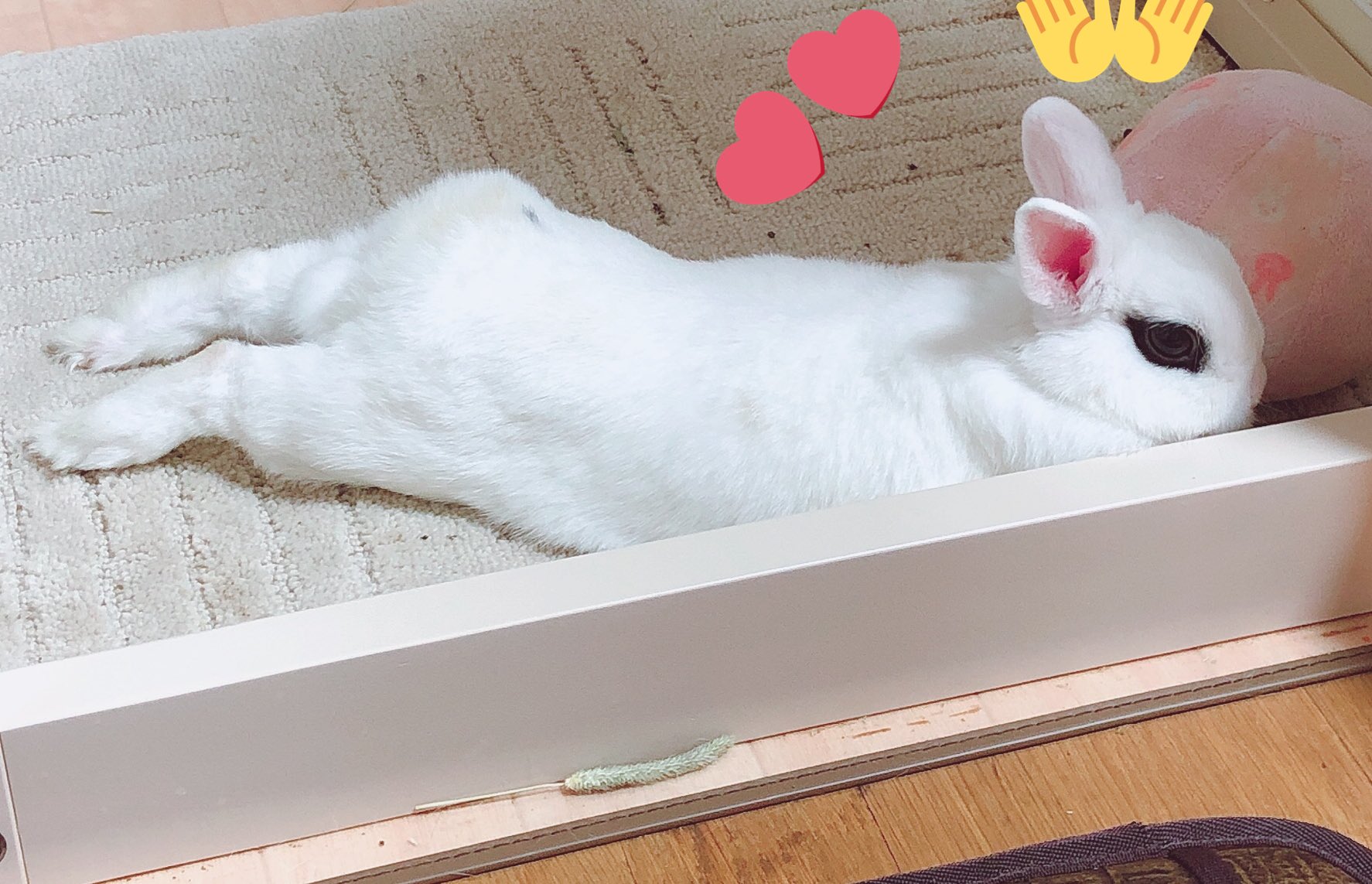 Rie Habu うさぎファース党 股関節の血流は伸ばしてね リラックス T Co Reqa4hkkrf Twitter