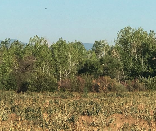 rich_runs's tweet photo. I’ve been getting out later in the day this week. This morning reminded me of what I miss when I choose early morning work over early morning run. GORGEOUS sky, cooler temps, happier people. 6 miles.
#dowhatyoulove #run #trailrunning #ccsp #earlymorningworkout #sunshinetherapy https://t.co/IuWuIbf04q