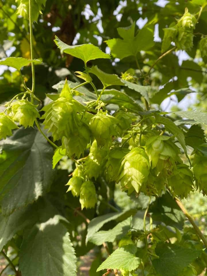 Our hops are thriving! #NorfolksBestBrew