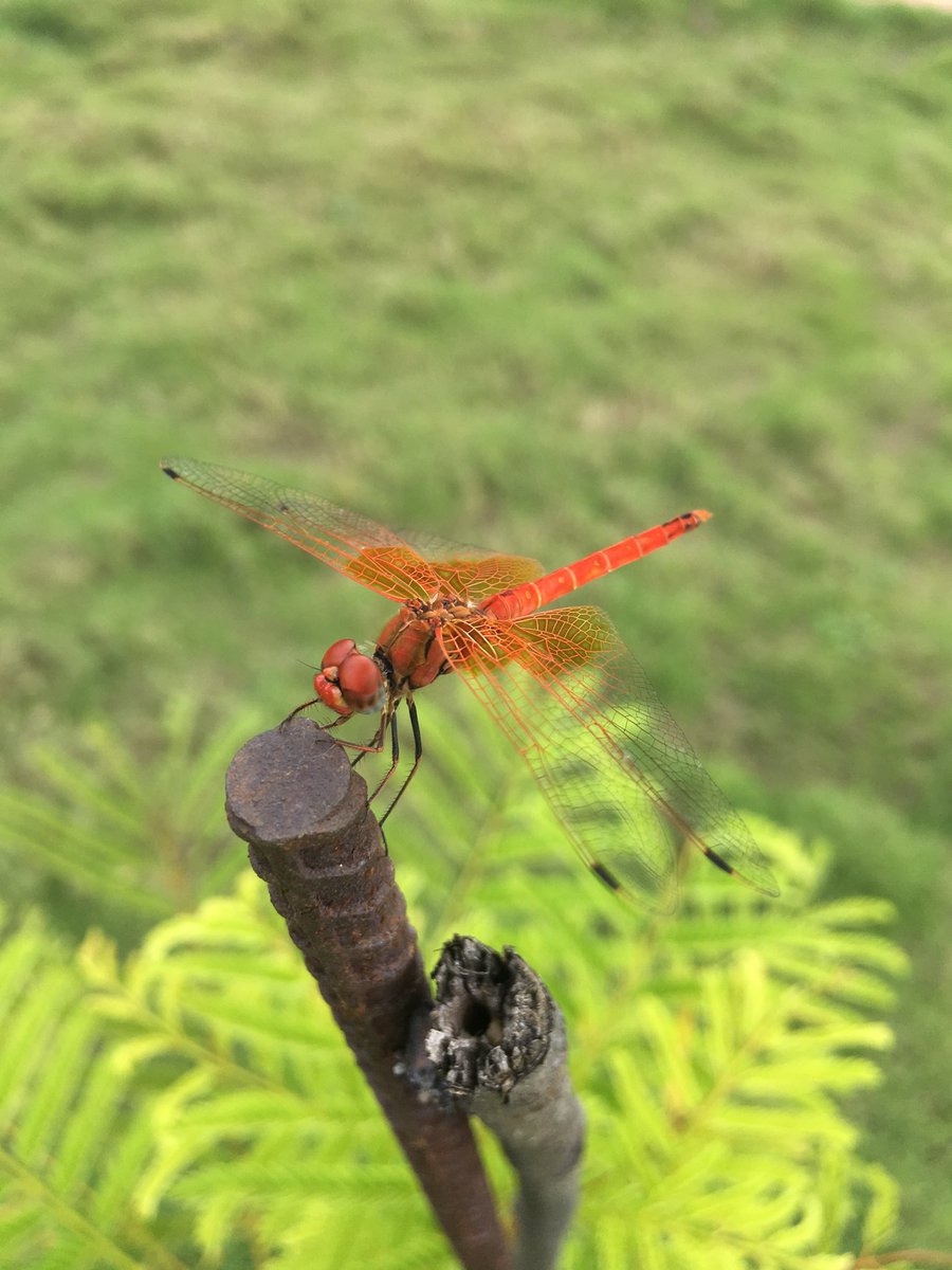 rajiv256's tweet photo. #priceless #captures #insects 
#farmvisit #nature https://t.co/kP46faRyv7