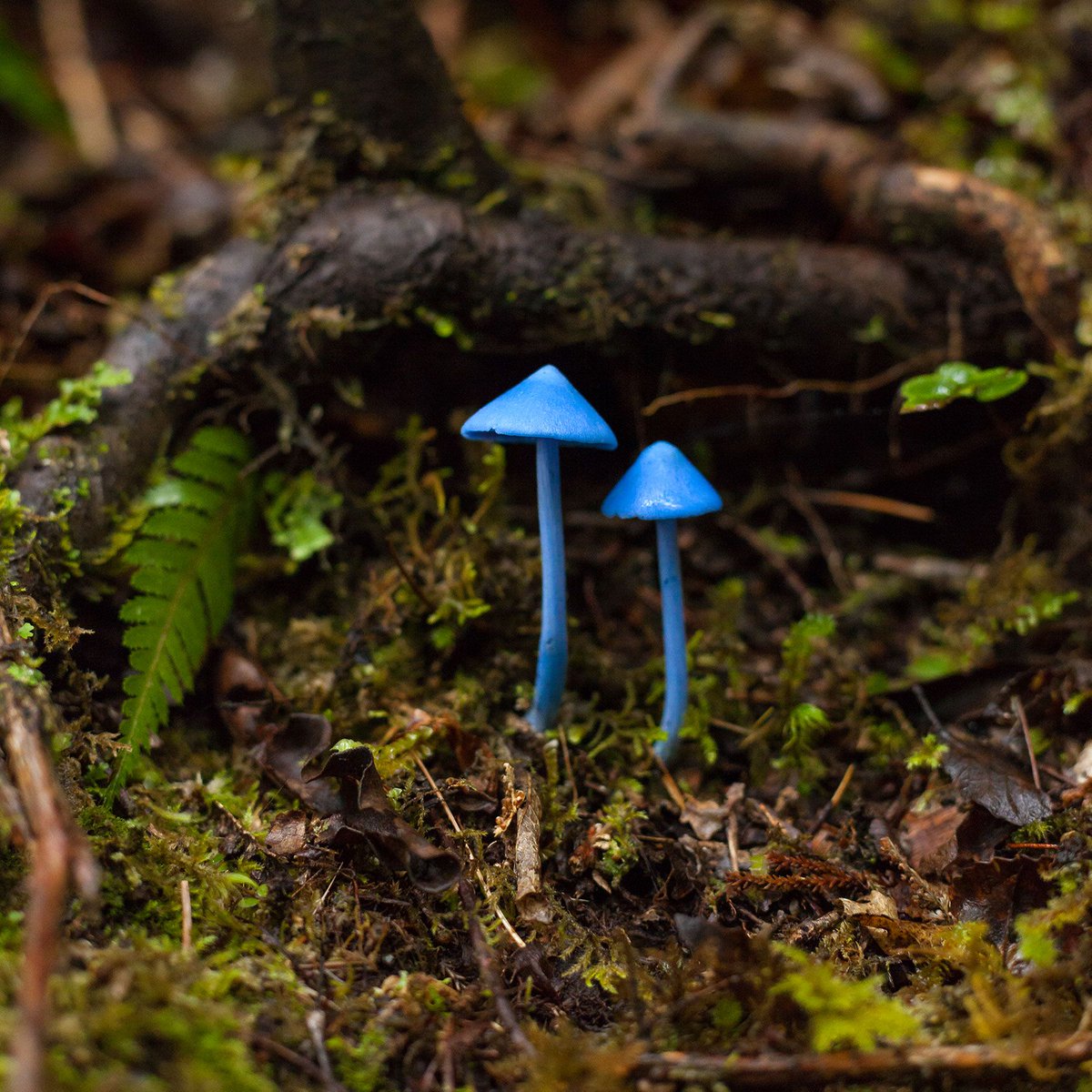 The all-blue werewere-kokako mushroom from New Zealand.

(Entoloma hochstetteri)