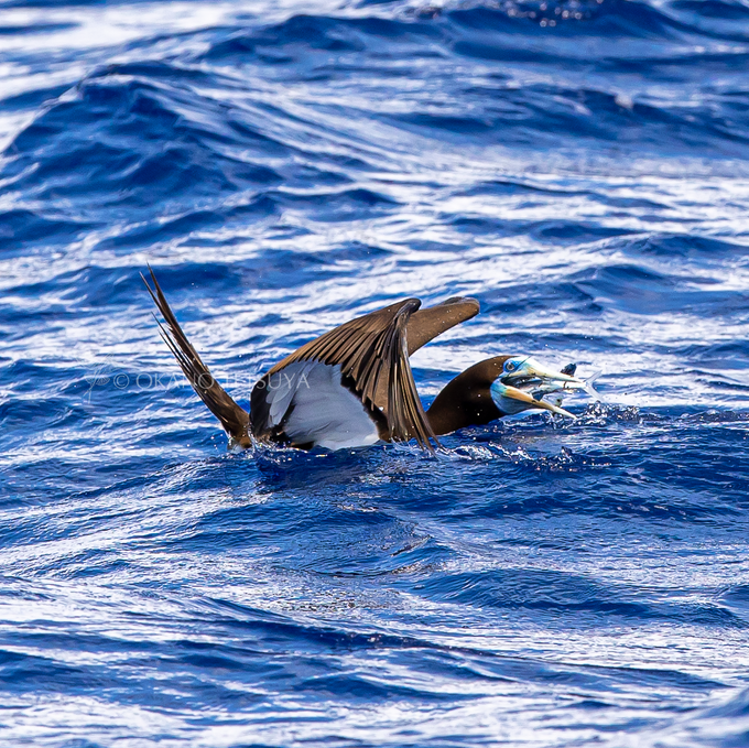 カツオドリのtwitterイラスト検索結果