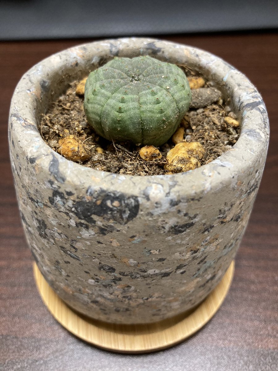 ট ইট র けけ丸 がんばらない とりあえず肥料混ぜたサボテン用の土入れて引越し完了 根っことか死んでそうだったけど元気になるだろうか あんまデカくなっても困るけど