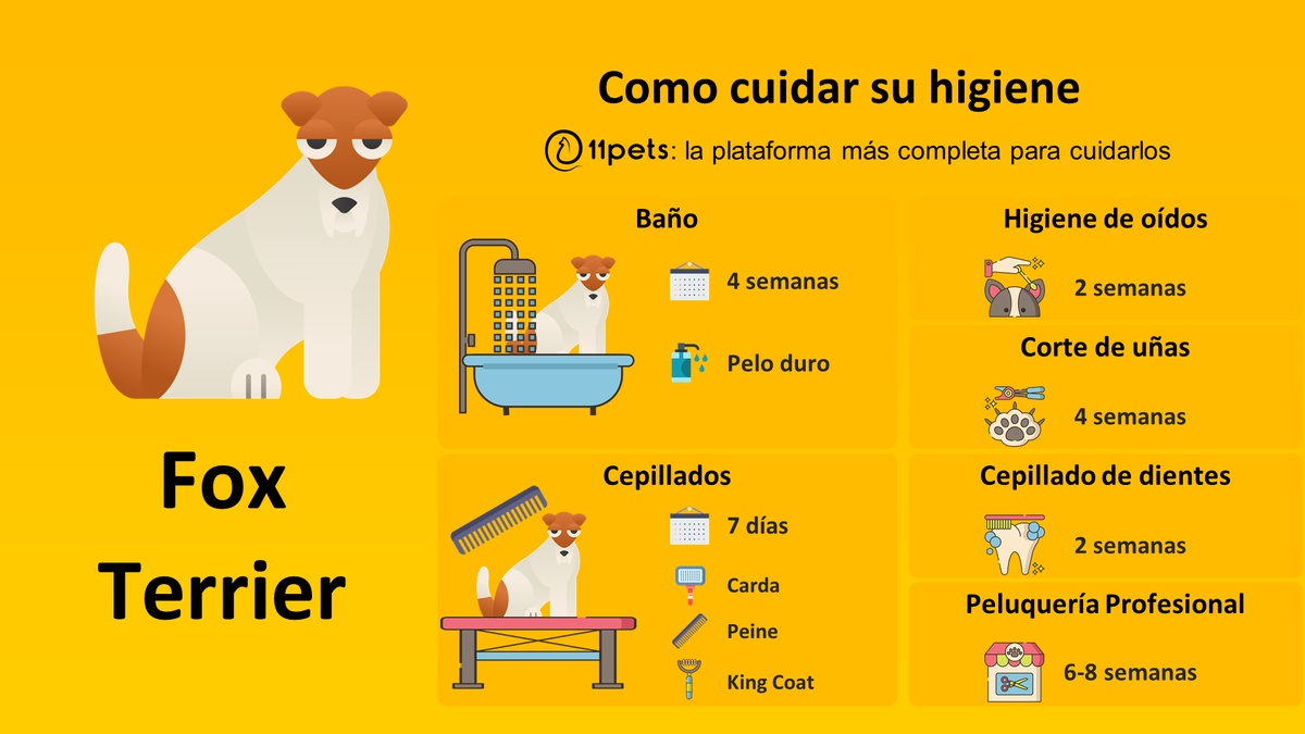 11pets_com's tweet photo. Guía de cuidados de higiene para tu Fox Terrier. La aplicación de 11pets te recordará todo lo que tienes que hacer.
https://t.co/bRaPgdb729
#foxterrier #petcare #pet #appfordogs #appforpets #puppy #11pets #pethealth #cuidar https://t.co/cJ22eO5rRP