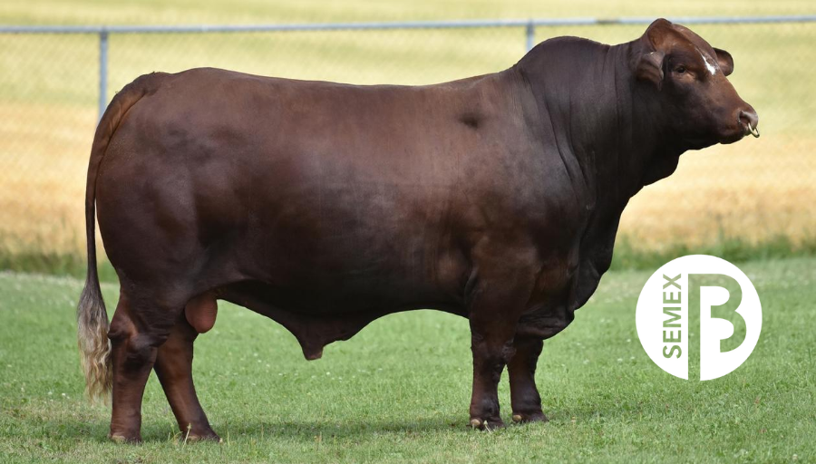 Semex's tweet photo. Brand new to our Simbrah line up is 0200SI00301 SMX Enhancer 1727. This high growth sire will add muscle shape and thickness. His length of spine and ability to balance this with depth and ease of fleshing make him an ideal option for crossbreeding programs! #SemexBeef https://t.co/dQJ7IZqydV