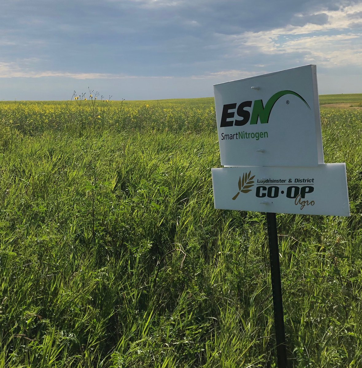 Trent Schultz tweet media