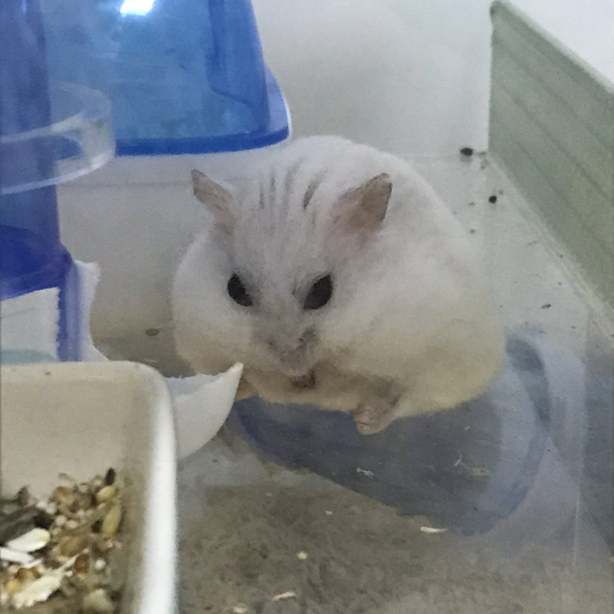 bongdal_G's tweet photo. 길바닥에 나앉은것처럼 철푸덕 앉아있네
집 멀쩡히 잘 있는데... https://t.co/0TbcFfdOzn