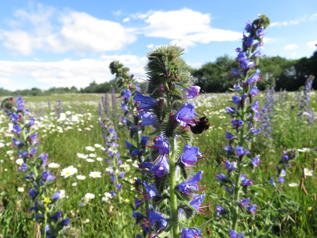 We are recruiting! Conservation Officer (Wales), Scotland Manager.

Closing this Sunday - Conservation Officer (Scotland)

buglife.org.uk/jobs/

Join us &amp; help the small things that run the world!

#ConservationJobs #CharityJobs #DreamJobs