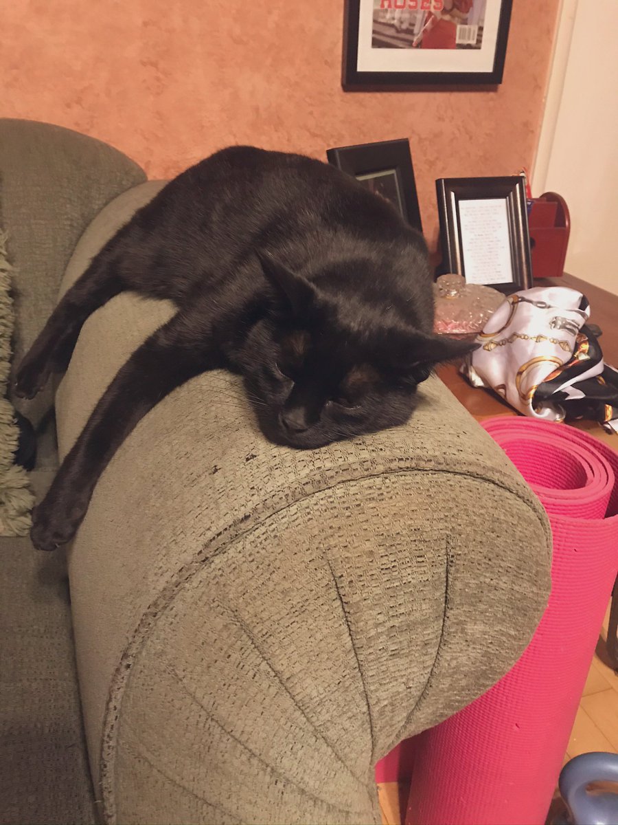 devynrachel's tweet photo. @SpaceCatPics https://t.co/M3twHYHHR0