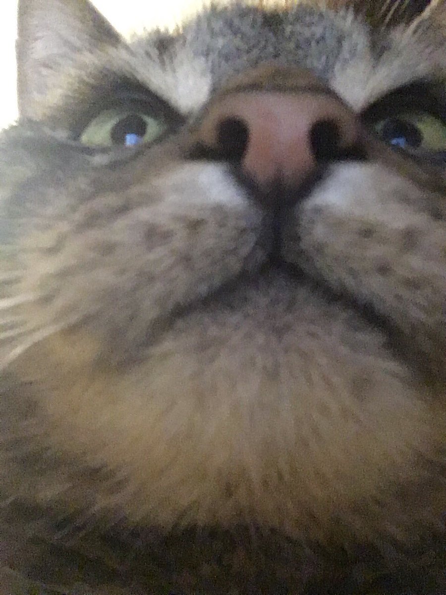 red__canary21's tweet photo. @ellle_em 🤪 #MyCatInOnePhoto https://t.co/826BiOaaZ8