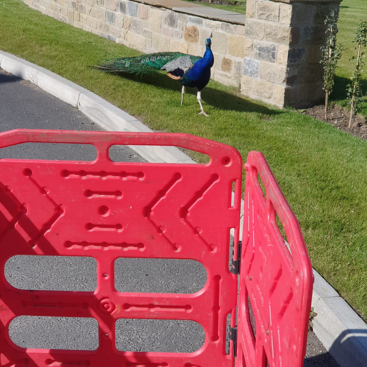 metrorod-ne tweet media