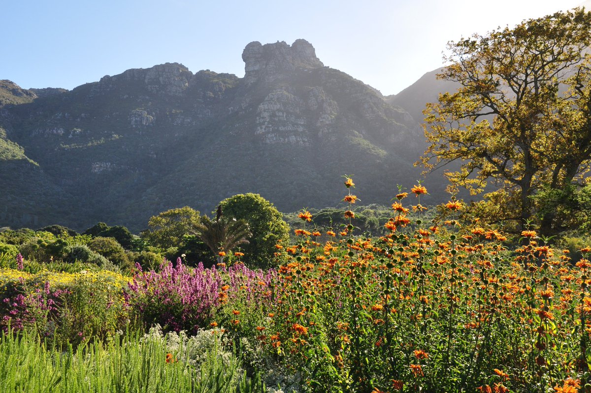 Resting against the foot of Table Mountain <a href="/KirstenboschNBG/">Kirstenbosch Garden - Official</a> is ready to welcome back families to enjoy 36 hectares nature from Monday, August 3. Open for outdoor exercise only, no picnics, strict health protocols apply.
#Kirstenbosch #Reopens #SALockdown
