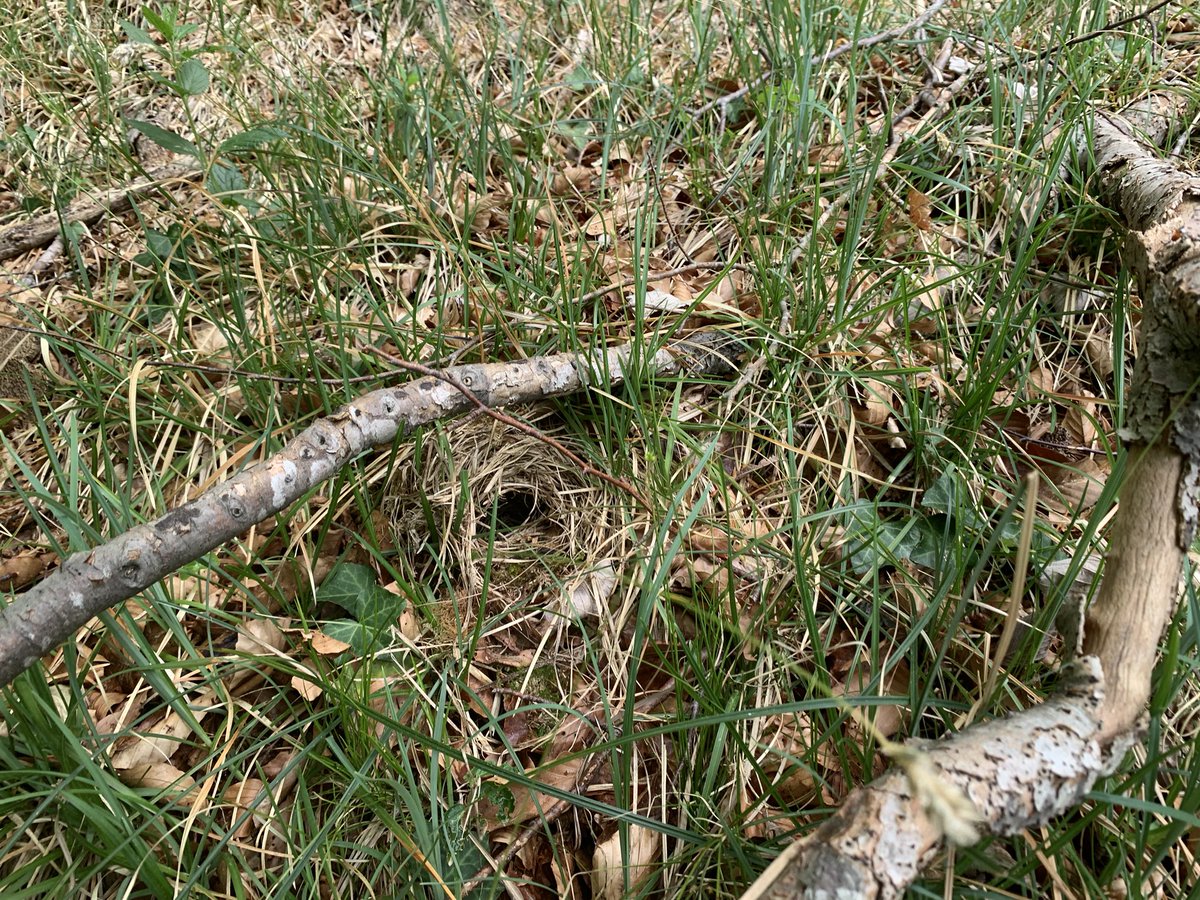 On the whole, we had very few nests of the former and an abundance of the latter. The low rodent density may have been the indirect cause for the relatively high naïve nest survival rates we saw. Here, my first WW  #nest if the season. (2/n)