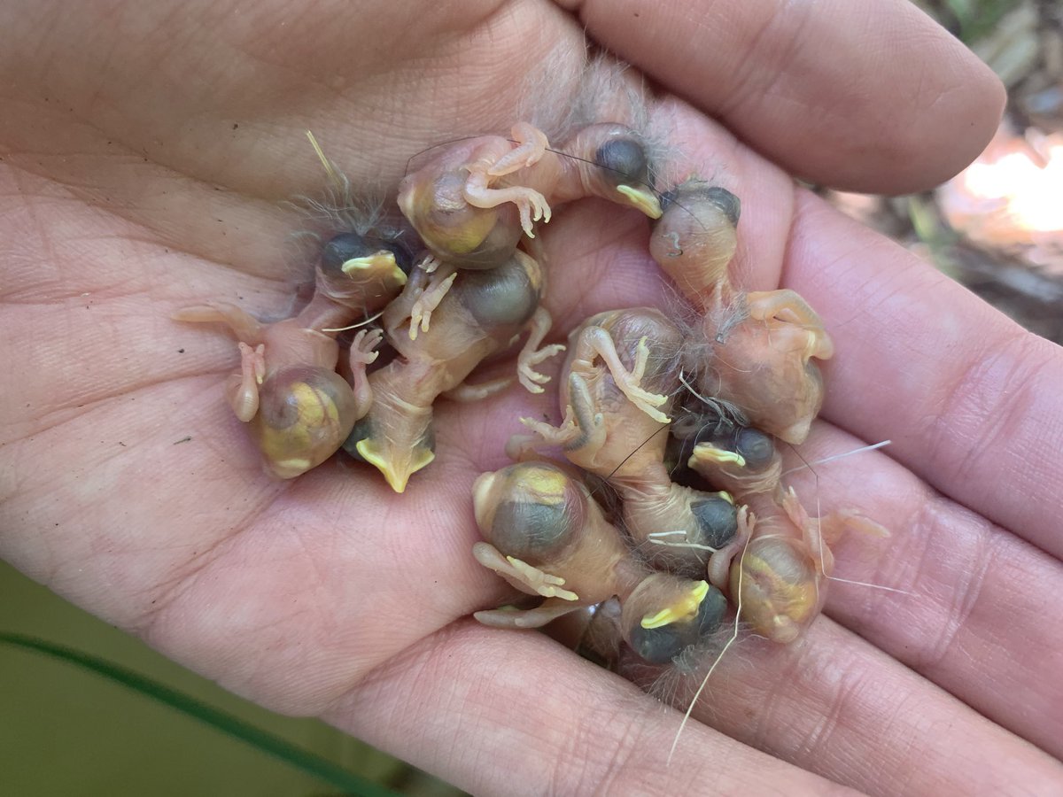 That’s not to say Bonelli’s Warblers weren’t pushing themselves — I found a nest with 7 BW  #nestlings in it, the most we’ve seen yet. (Maybe also a response to low rodent densities?) I don’t usually remove all nestlings, but upon first finding the nest, I needed to count! (4/n)