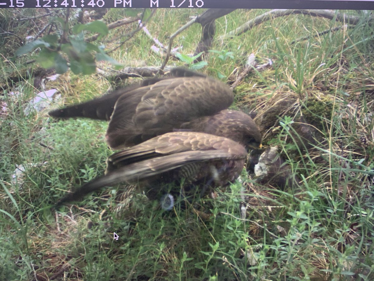 Sadly, that nest, like most nests on that given hillside, was predated. We put trail cameras at most of our nests to observe fledging/failing, which resulted in this  #epic  #commonbuzzard shot: (5/n)
