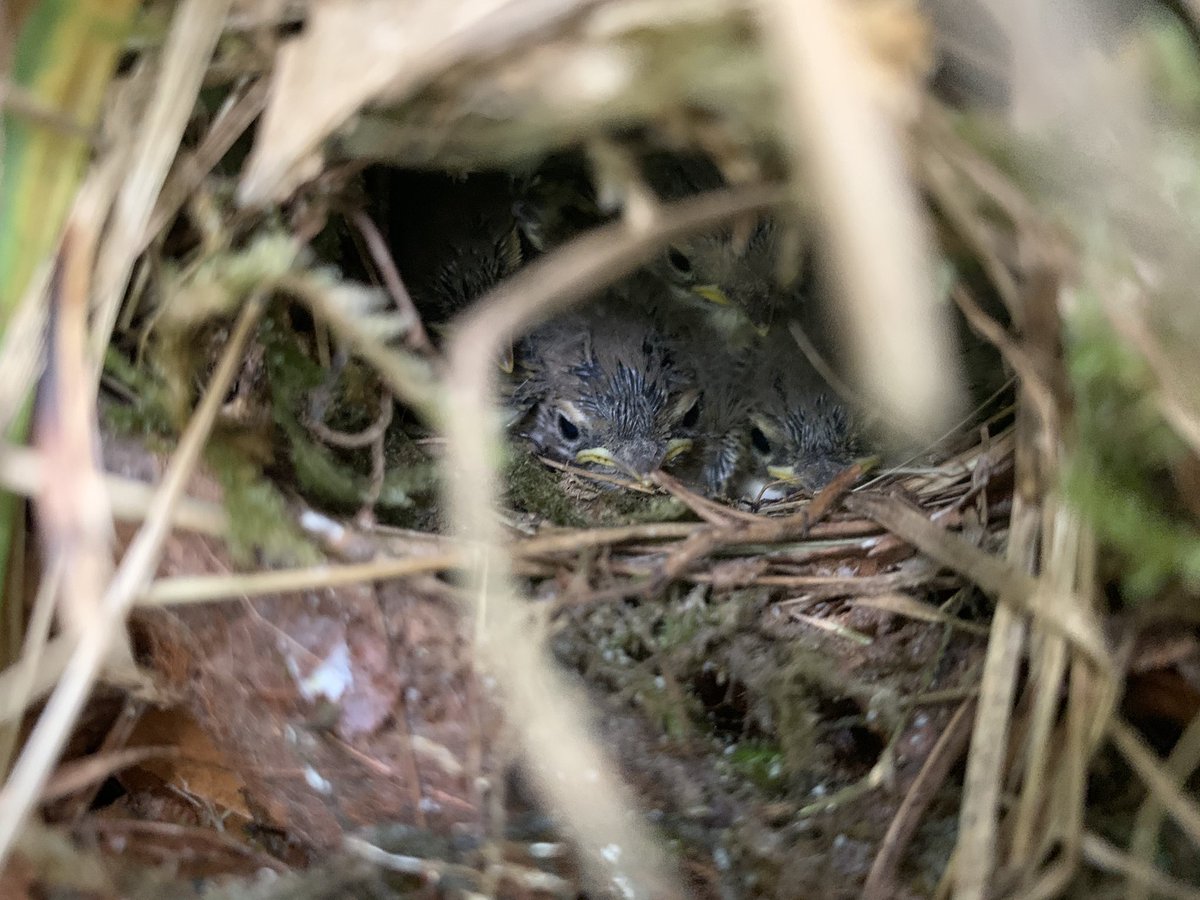 On the other hand, as mentioned, naïve nest survival was among the highest we’ve ever seen, despite low  #woodwarbler settlement. It was lovely to check up on a nest and see some big ol’ nestlings looking back! Here,  #bonelliswarbler babies: (7/n)